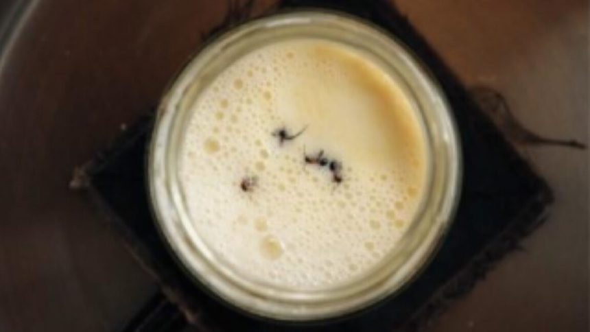 Following a traditional Bulgarian method of yogurt-making, researchers added four live forest ants into a warm jar of milk.