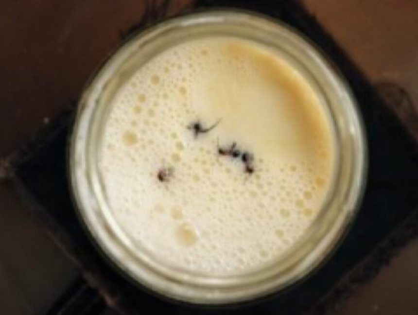 Following a traditional Bulgarian method of yogurt-making, researchers added four live forest ants into a warm jar of milk.