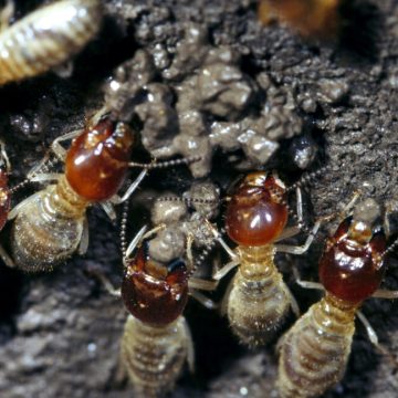 Image of a small group of termites constructing their next using mud.