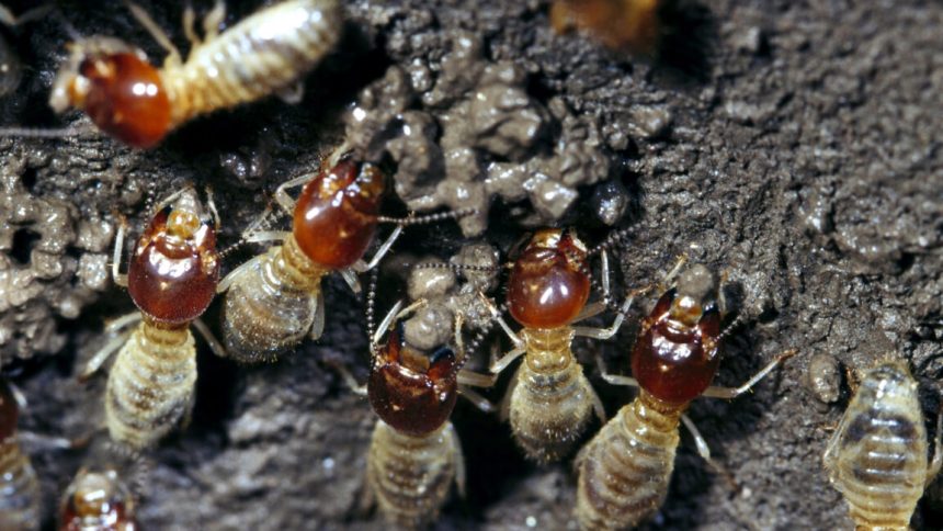Image of a small group of termites constructing their next using mud.