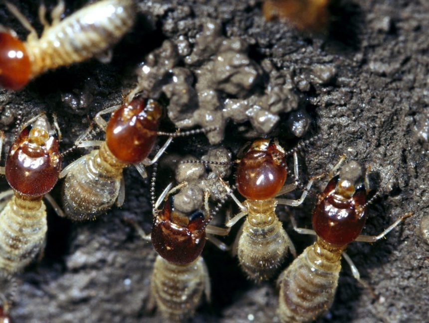 Image of a small group of termites constructing their next using mud.