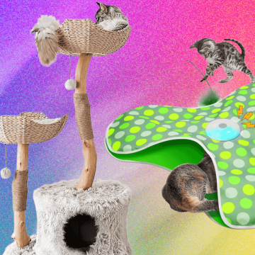 The Best Cat Toys for Your Furry Friend (2025)