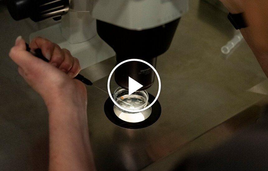 Trump Announces Proposals to Make I.V.F. More Affordable