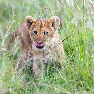 Russian official gifts baby lion to Pyongyang zoo, artwork to Kim Jong Un