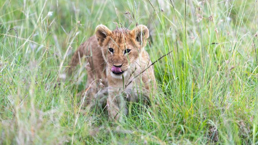 Russian official gifts baby lion to Pyongyang zoo, artwork to Kim Jong Un