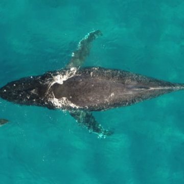 Whale and dolphin migrations are being disrupted by climate change mama whale and baby whale against a deep blueish green ocean background