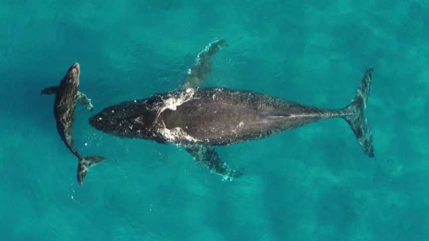 Whale and dolphin migrations are being disrupted by climate change mama whale and baby whale against a deep blueish green ocean background