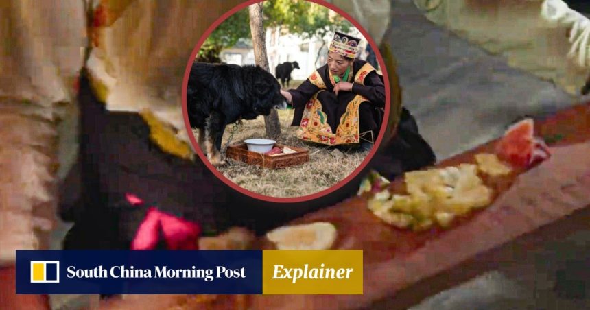 Explainer | Why Tibetan New Year offers feast for dogs and what divinatory significance do food choices hold