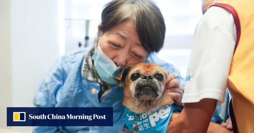 A perfect purr-scription? How ‘pet doctors’ can help Hong Kong hospital patients