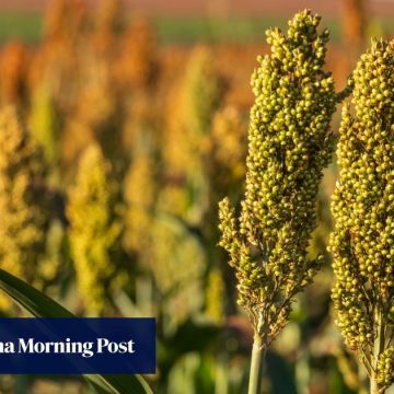 Argentina tightens sorghum rules to boost China trade, risking new clash with Trump team