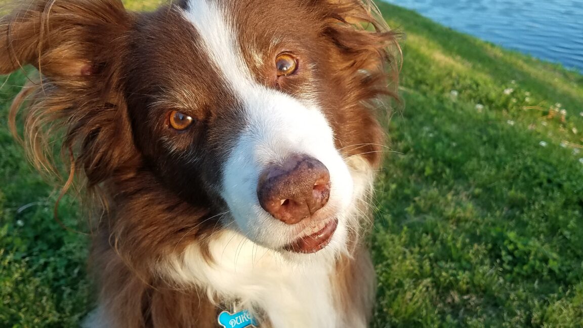 A red and white border collie at the park