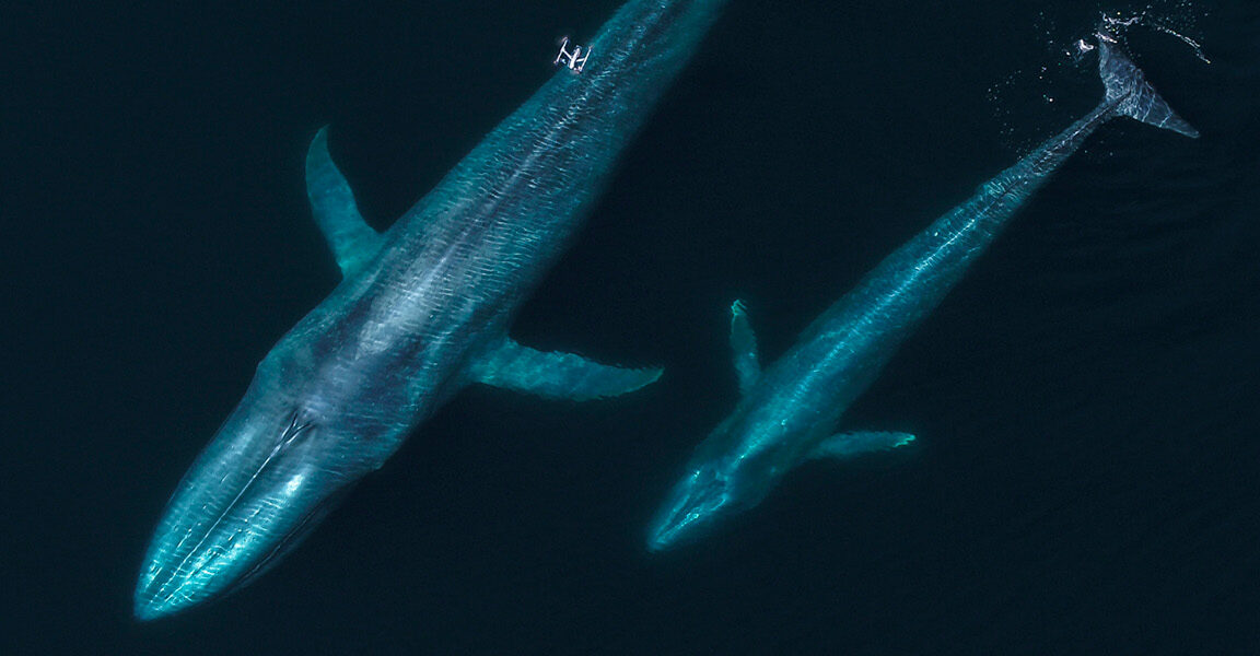 A drone hovers over two blue whales that are submerged under water.