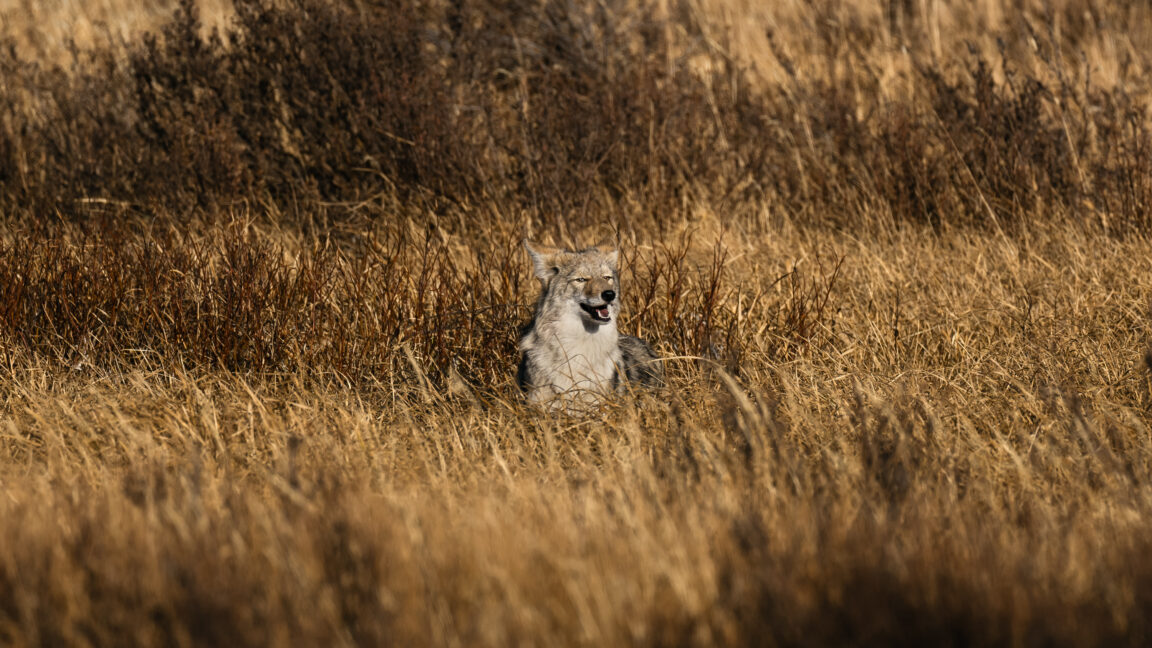 A lone wolf squints amid tall, dry grass at Yellowstone National Park.