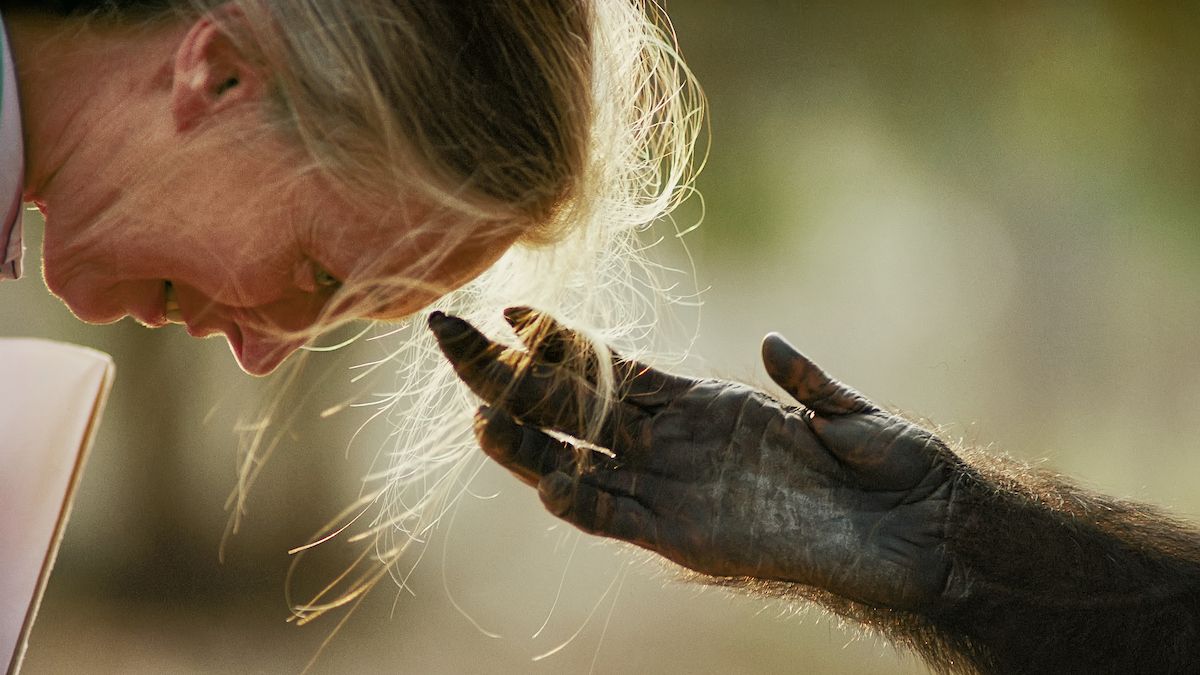 Vital Impacts Launches Annual Print Initiative Featuring Jane Goodall's Signed Prints