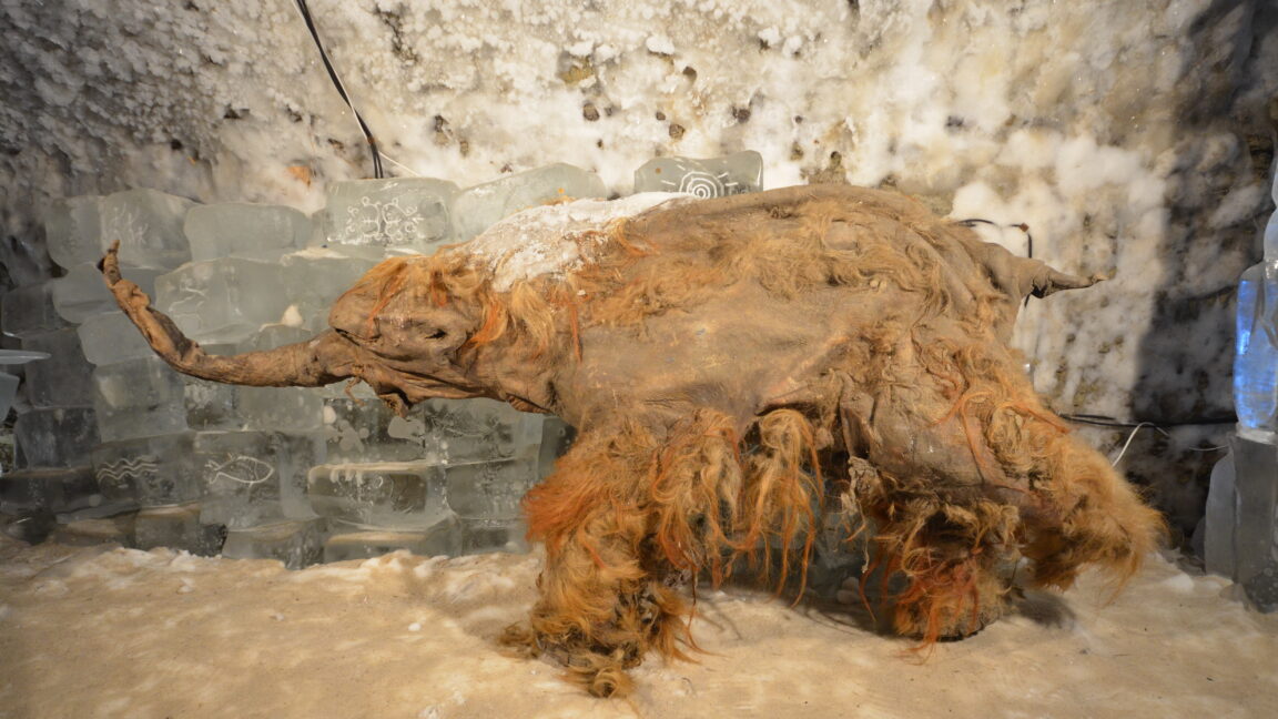 Image of a small, badly damaged mammoth, showing long reddish brown fur.