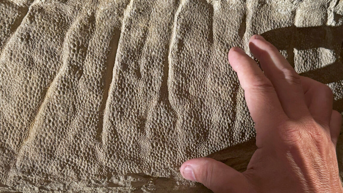 Image of a human hand pointing a finger at a slab of rock with tiny features—folds of skin and small scales—preserved.