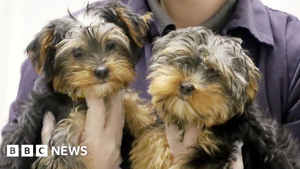 Charities praise new law banning puppy smuggling